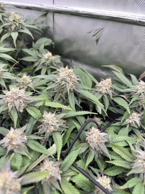 Next Adventure. Week 14