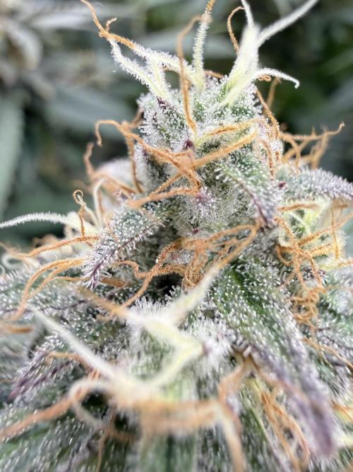 Next Adventure. Week 16 - Banana Punch