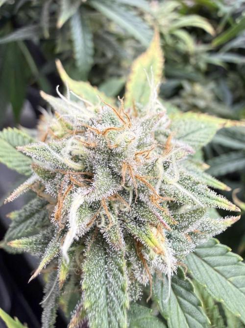 Next Adventure. Week 16 - Sour Strawberry
