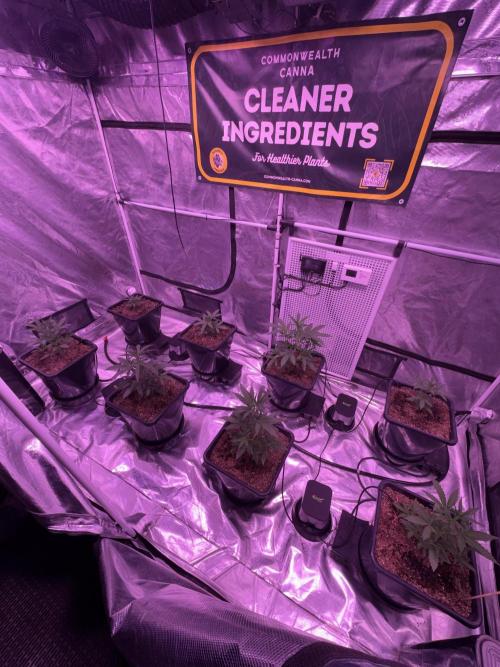 Gelauto N33. Week 3 - Week 3