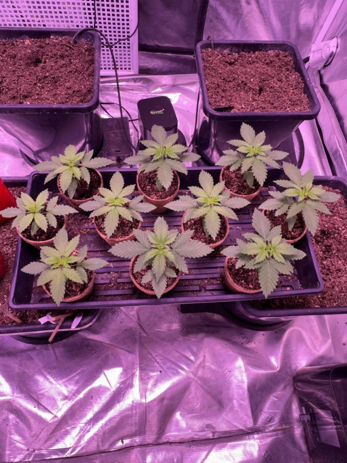 Banana Runtz F1s. Week 0 - Seeds germinated well. I will be placing them in pots soon. 
