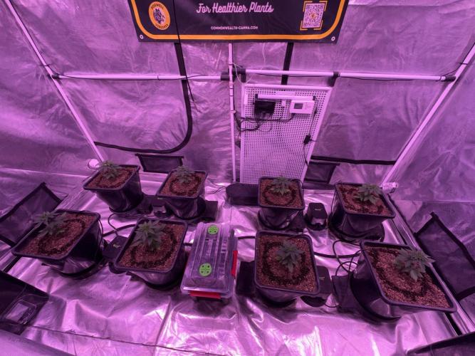 Banana Runtz - F1 HYBRID. Week 1