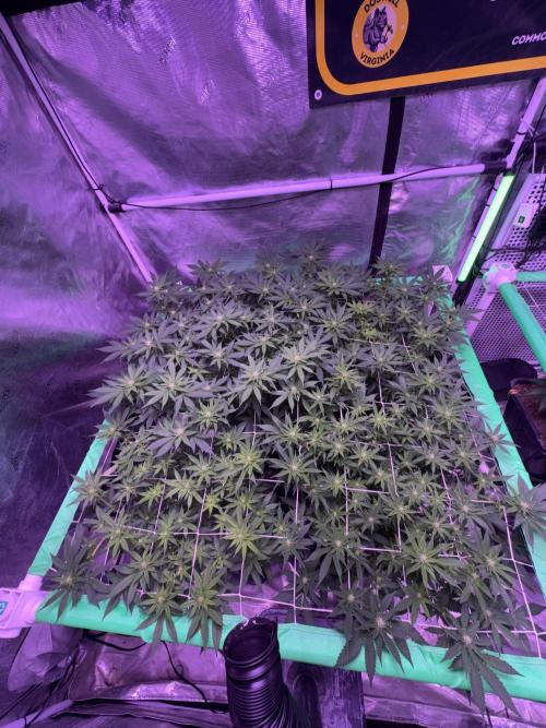 Banana Runtz F1s. Week 3