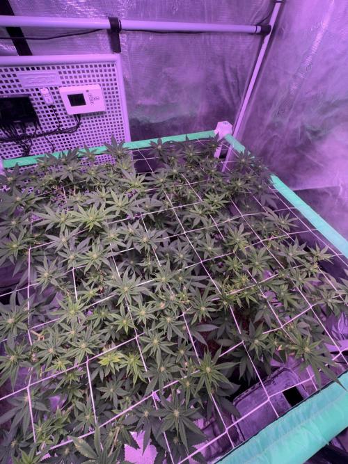 Banana Runtz F1s. Week 3