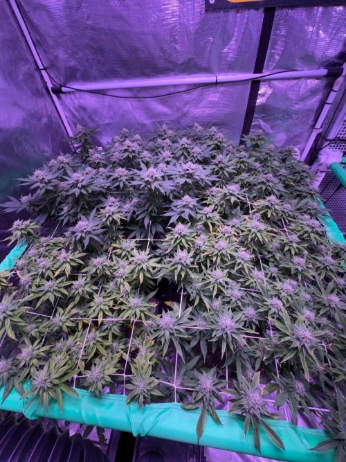 Banana Runtz F1s. Week 6 - Getting fat…