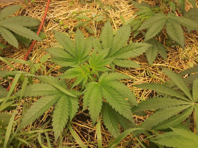 New year delivery. Week 4