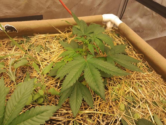 New year delivery. Week 4