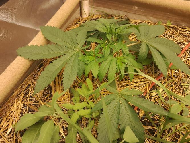 New year delivery. Week 4