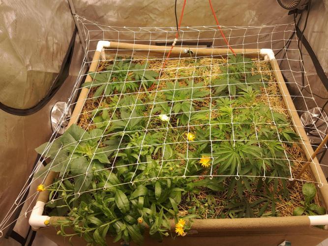 New year delivery. Week 4