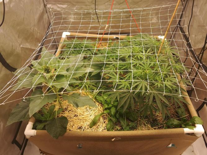 New year delivery. Week 5