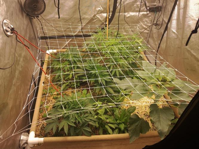 New year delivery. Week 5