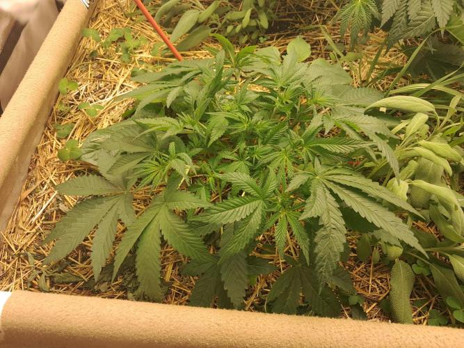 New year delivery. Week 5