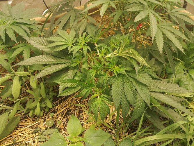 New year delivery. Week 5