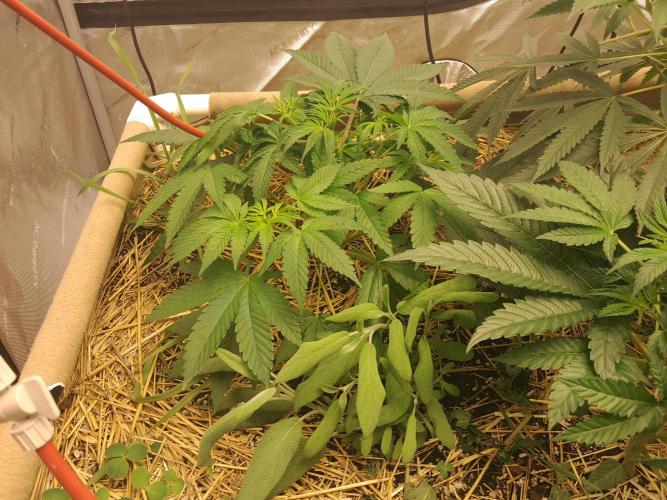 New year delivery. Week 5