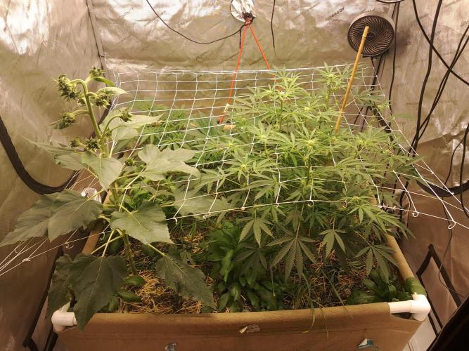 New year delivery. Week 6