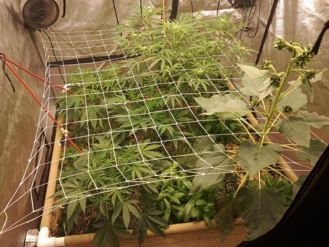 New year delivery. Week 6