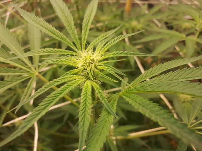 New year delivery. Week 6