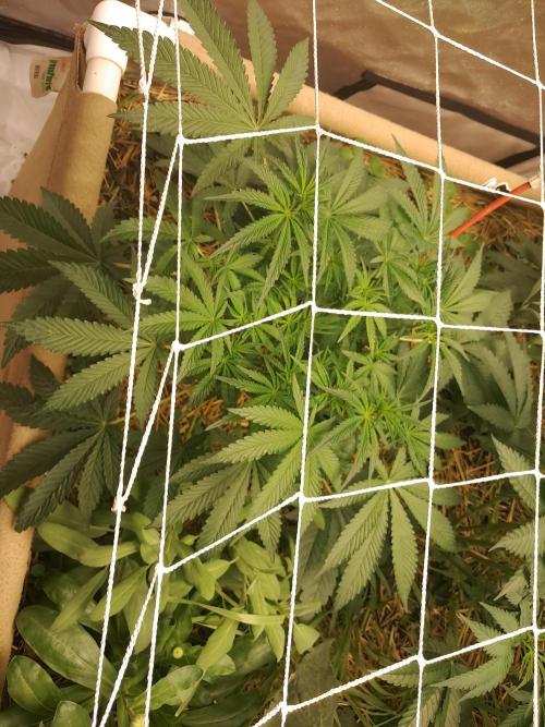 New year delivery. Week 6 - Night terror 