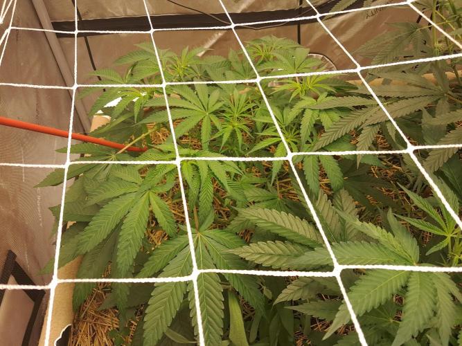 New year delivery. Week 6