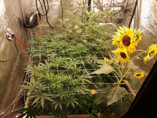 New year delivery. Week 7