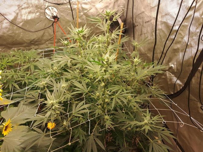 New year delivery. Week 7