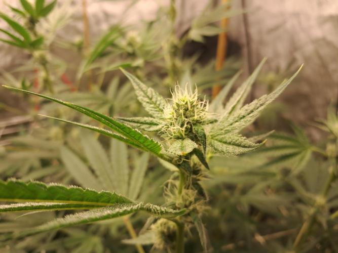 New year delivery. Week 7