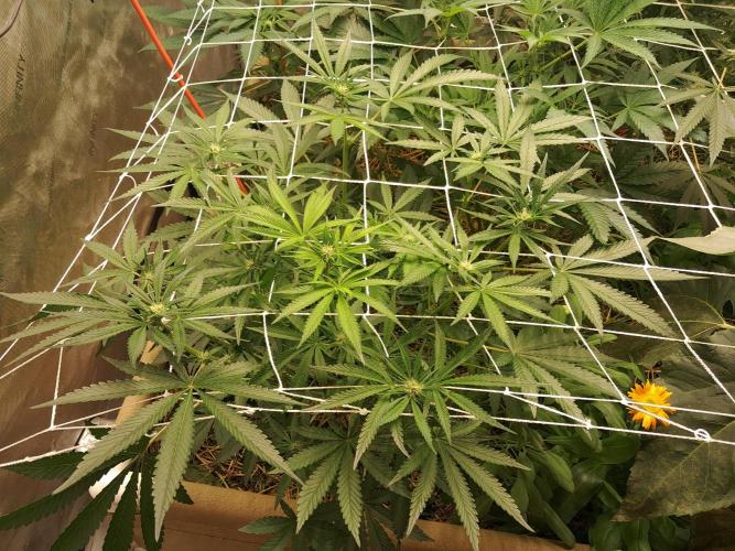 New year delivery. Week 7