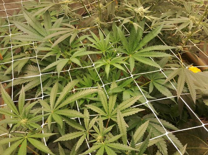 New year delivery. Week 7