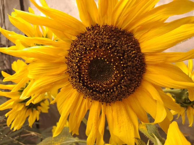 New year delivery. Week 7