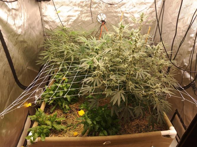 New year delivery. Week 8