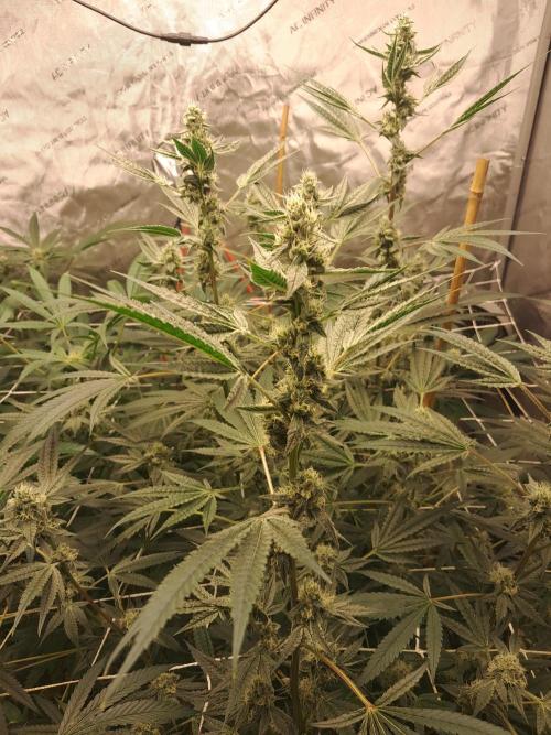 New year delivery. Week 8