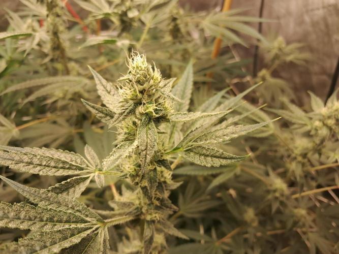 New year delivery. Week 8