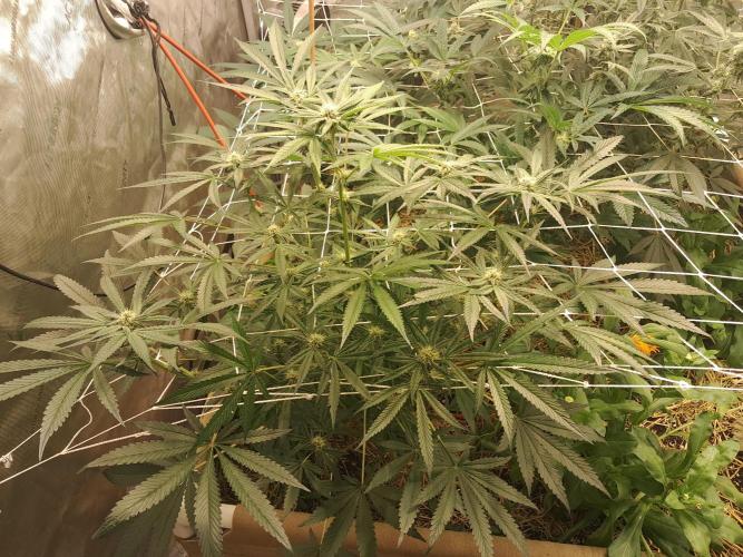 New year delivery. Week 8