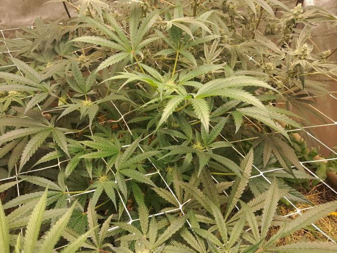 New year delivery. Week 8