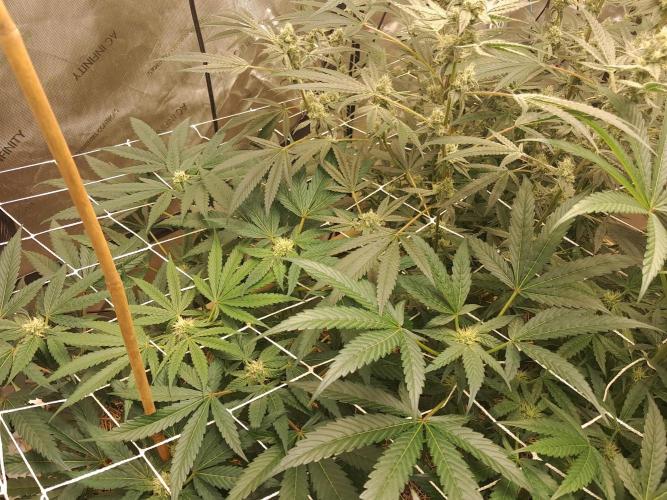 New year delivery. Week 8