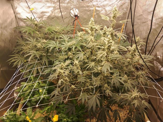 New year delivery. Week 9