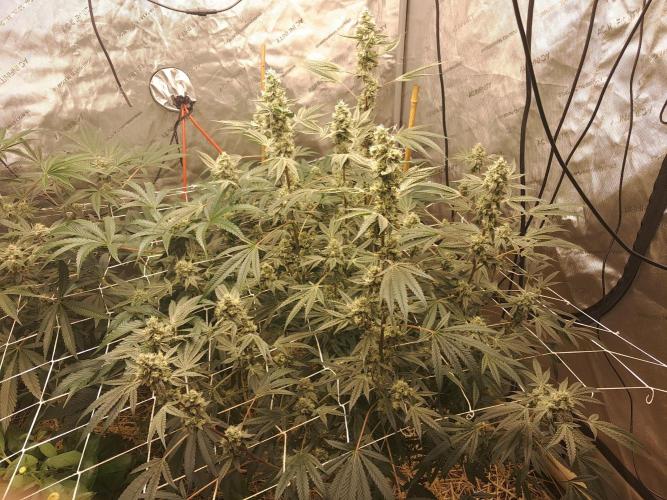 New year delivery. Week 9 - Bermuda zour 