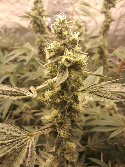 New year delivery. Week 9