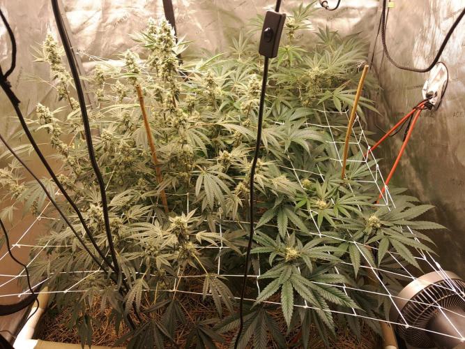 New year delivery. Week 9