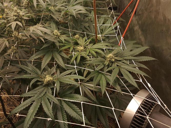 New year delivery. Week 9 - Hashface #1