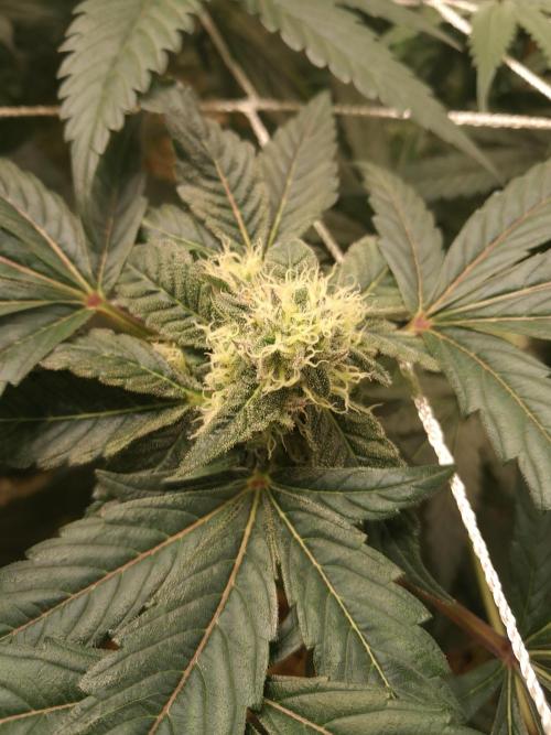 New year delivery. Week 9