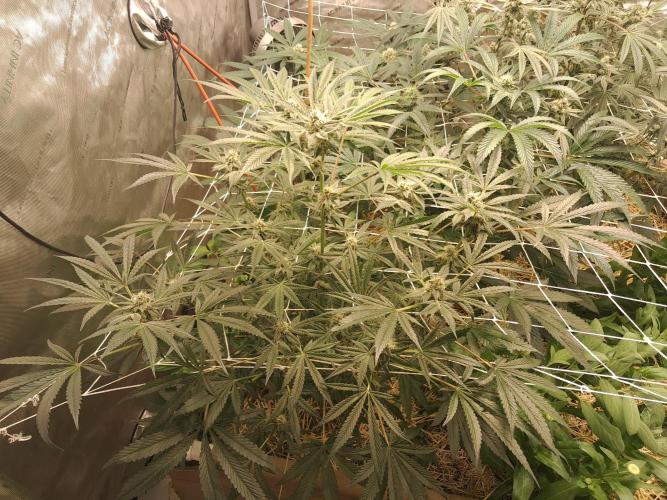 New year delivery. Week 9 - Night terror OG 