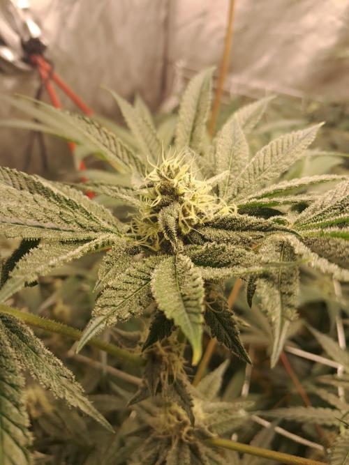 New year delivery. Week 9