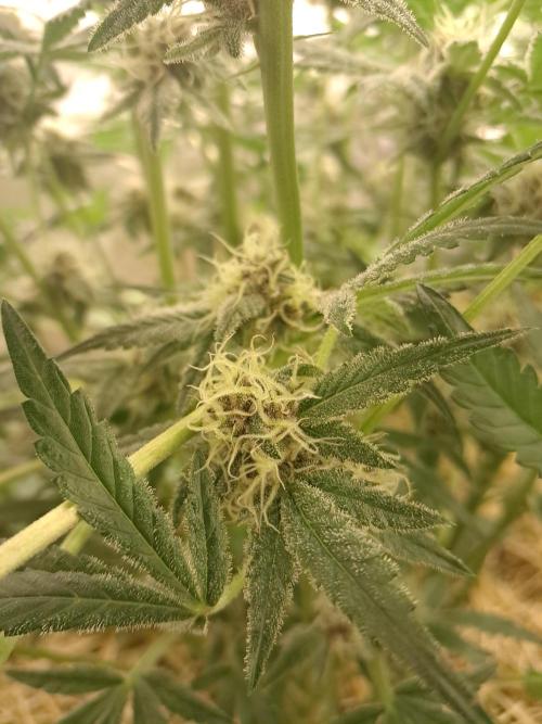 New year delivery. Week 9