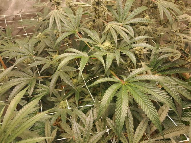 New year delivery. Week 9