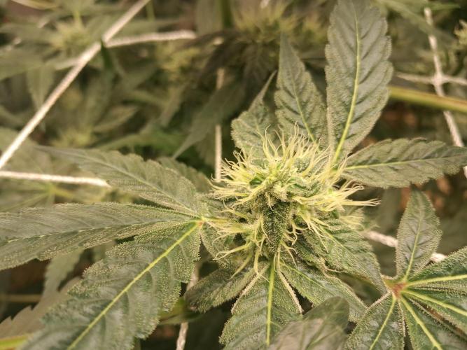 New year delivery. Week 9