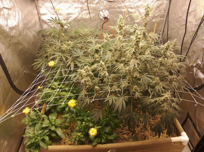 New year delivery. Week 10