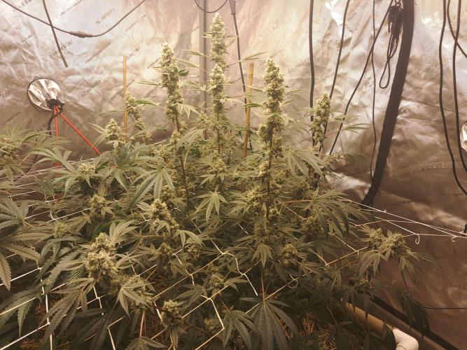 New year delivery. Week 10