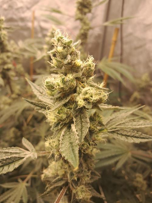 New year delivery. Week 10