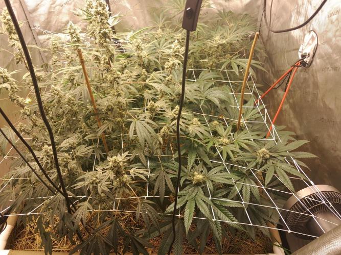 New year delivery. Week 10